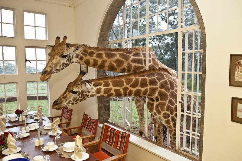 Giraffe Center Day Tour