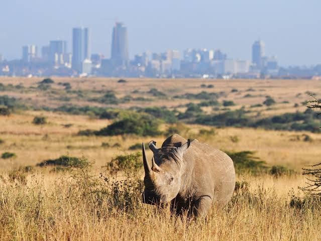 Nairobi National Park Day Safari