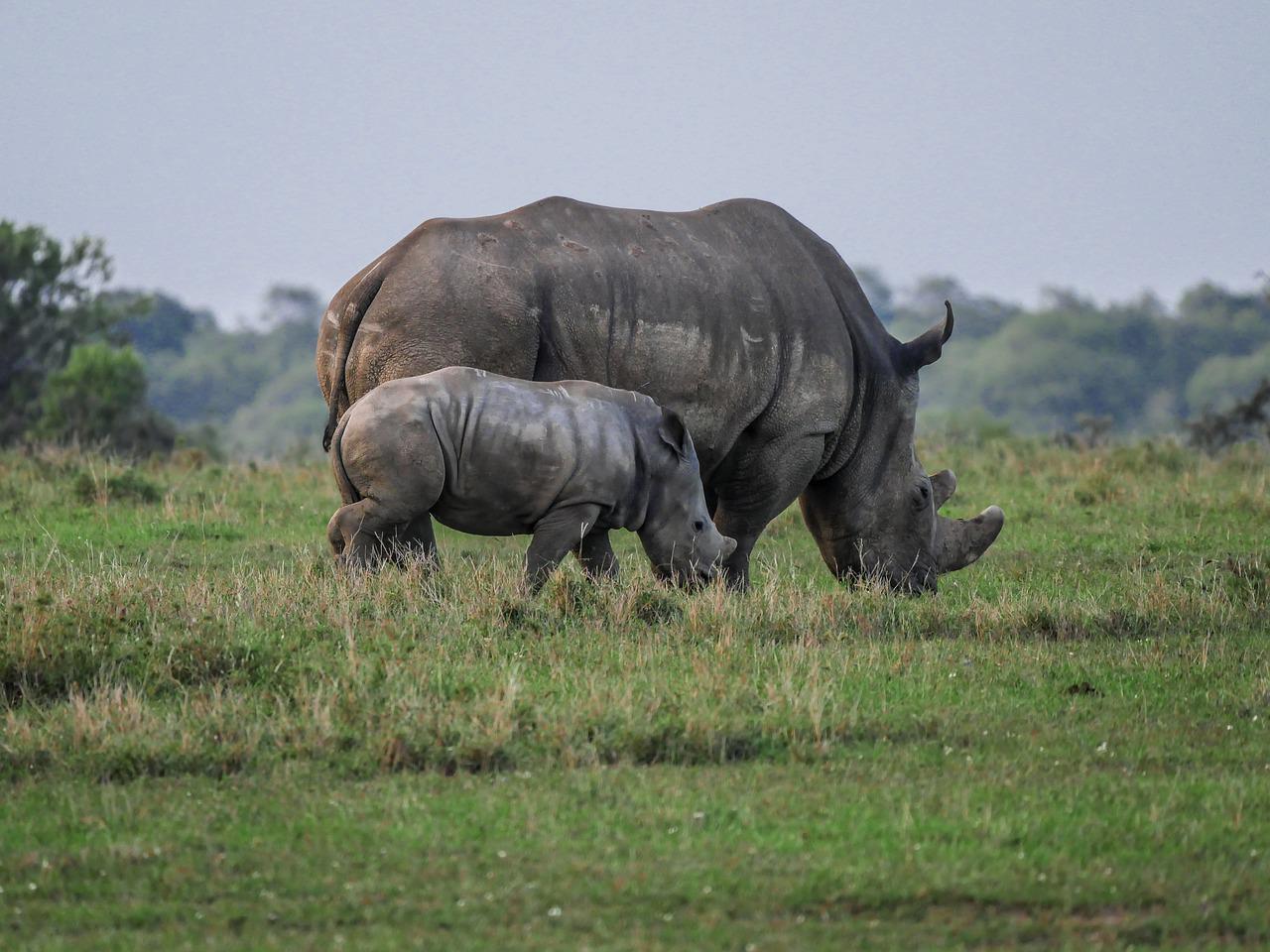 3 Days 2 Nights Aberdare & Sweetwaters Game Reserve Safari