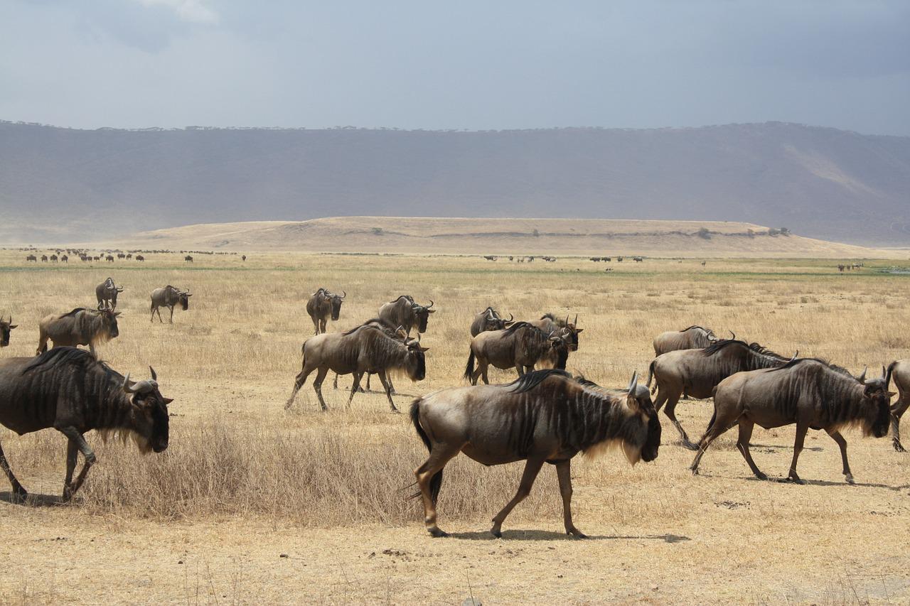 4 Days 3 Nights Tarangire National Park Serengeti National Park and Ngorongoro Crater Tanzania Safari