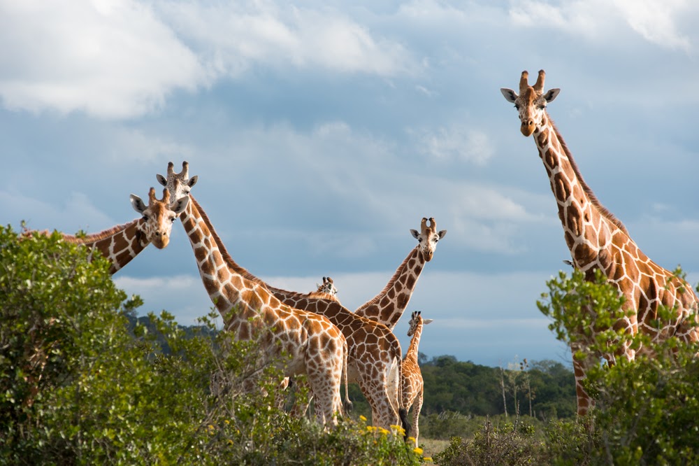 5 Days 4 Nights Aberdare – Lake Nakuru & Masai Mara Safari