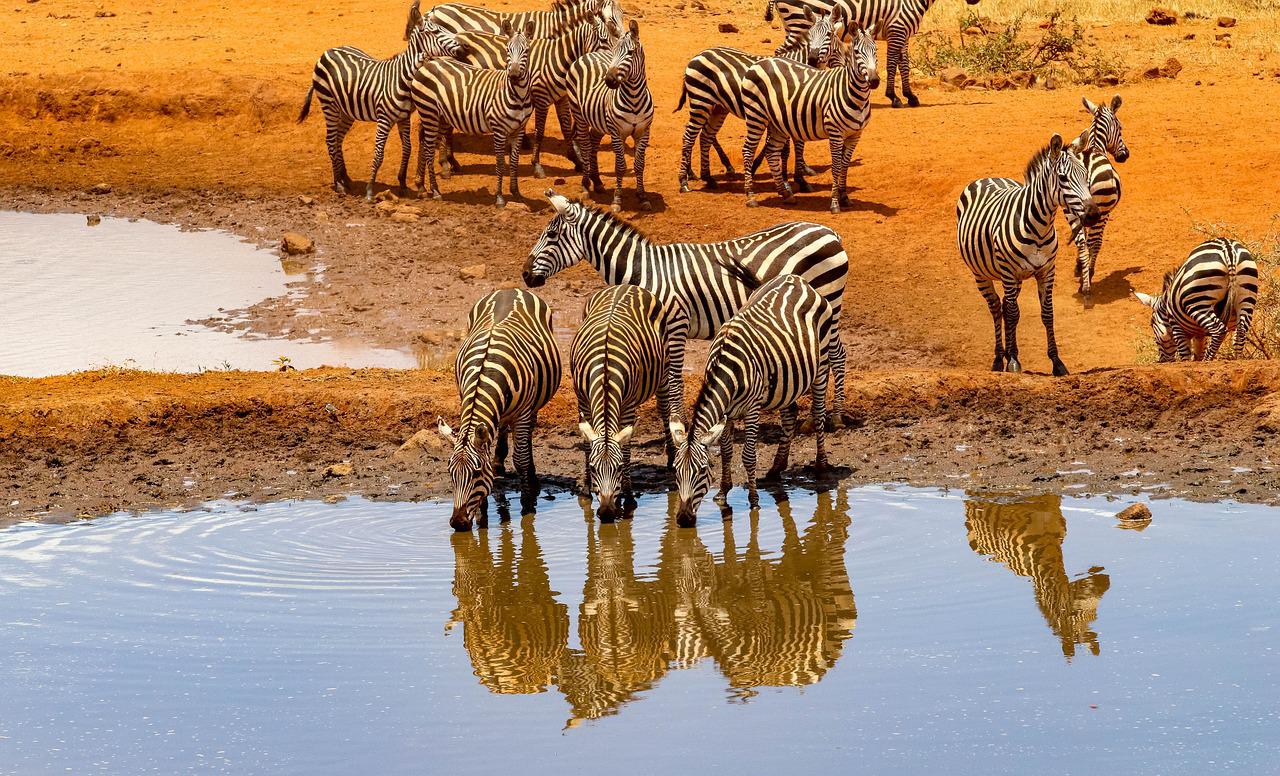 5 Days 4 Nights Amboseli – Lake Nakuru And Masai Mara Safari