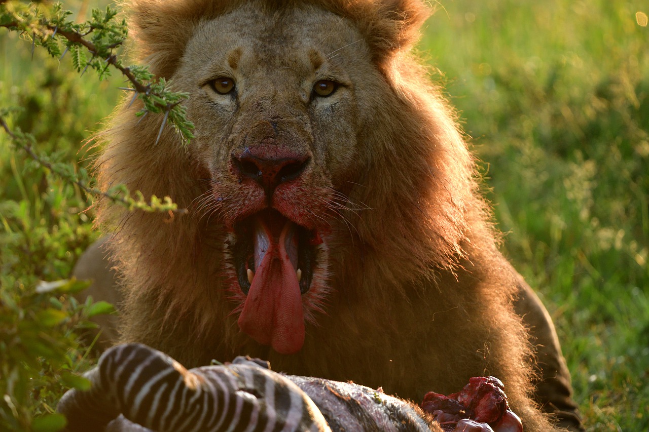6 Days 5 Night Maasai Mara Nakuru Amboseli