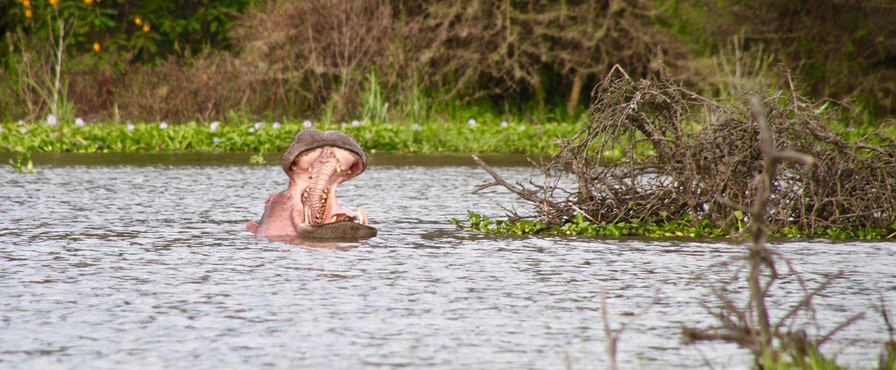 6 Days 5 Nights Amboseli – Lake Naivasha – Masai Mara Safari