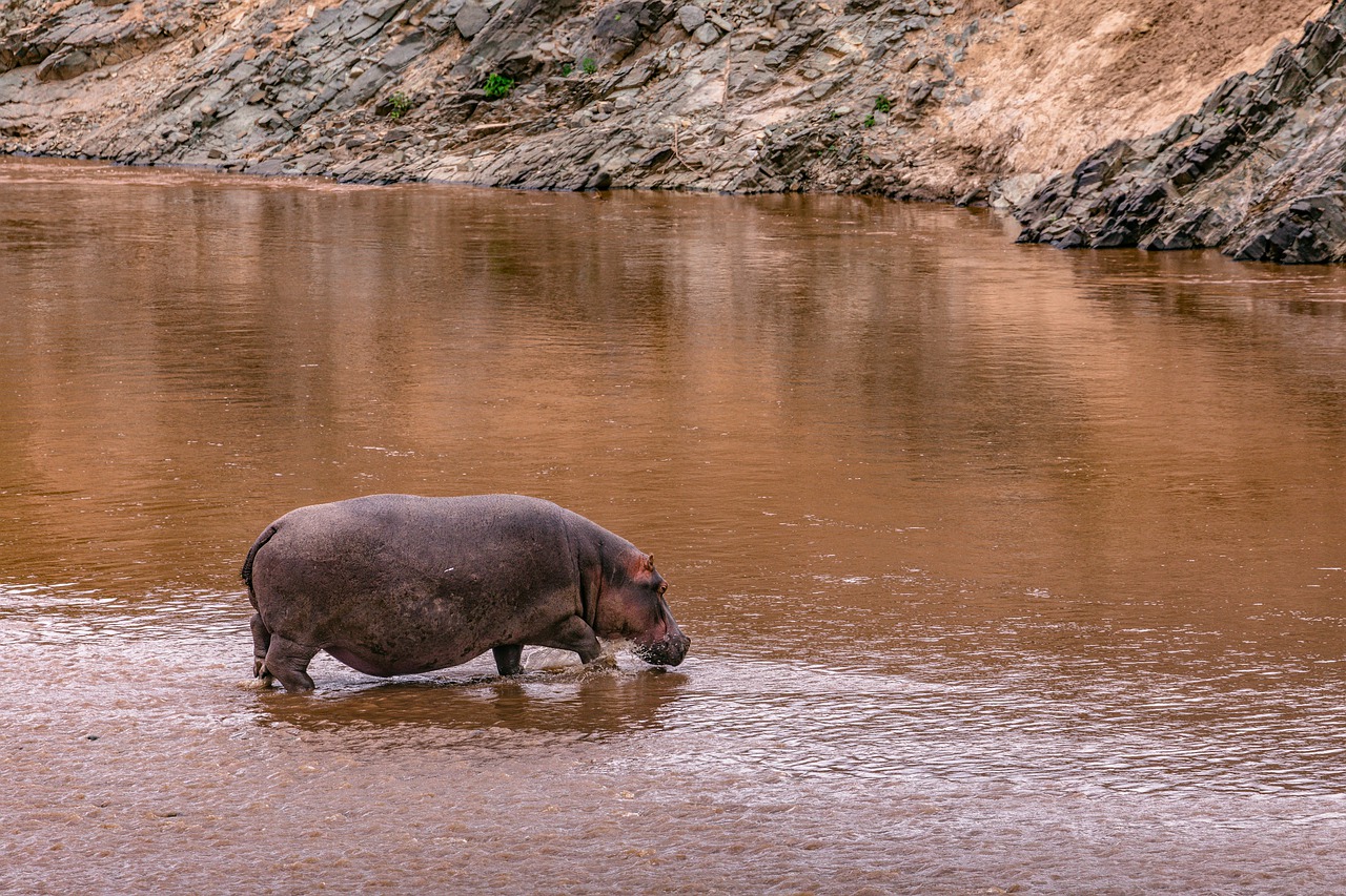 6 Days 5 Nights Maasai Mara Lake Nakuru National Park Lake Naivasha and Amboseli national park Kenya safari