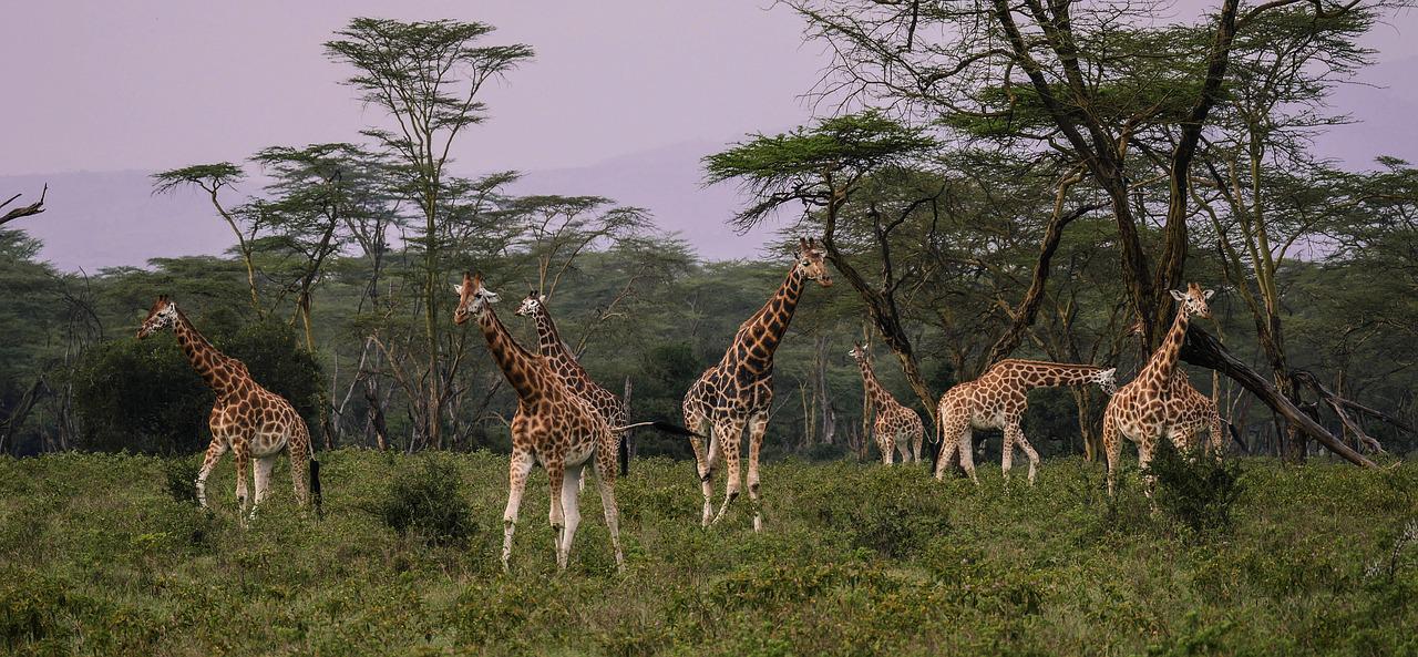 6 Days 5 Nights Samburu Game Reserve – Lake Nakuru & Masai Mara