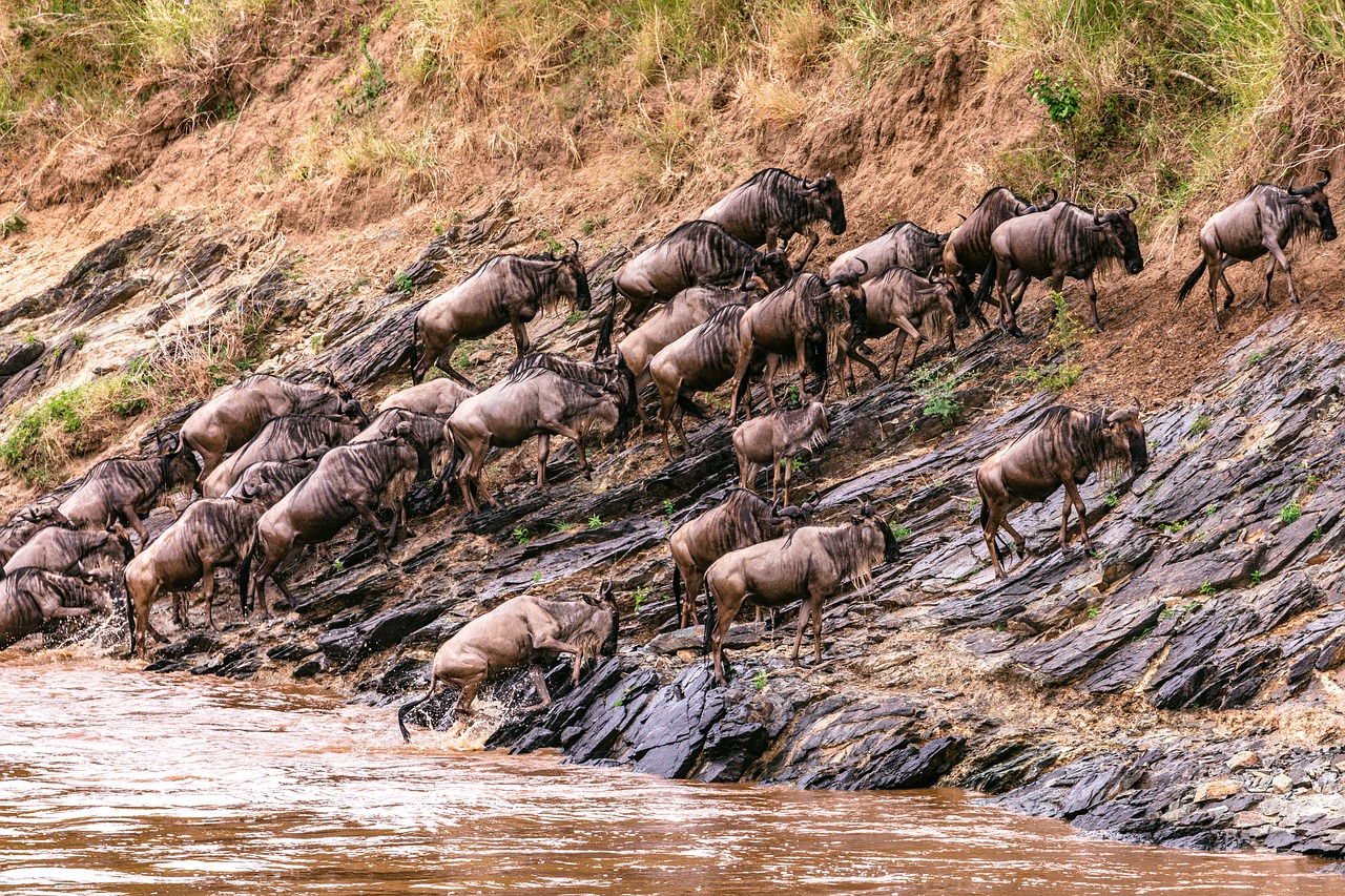 6 Days 5 Nights Samburu Game Reserve – Lake Nakuru & Masai Mara