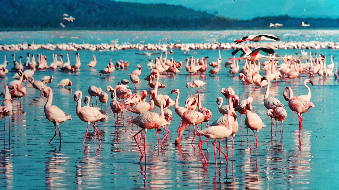 7 Days 6 Nights Amboseli – Aberdare – Lake Nakuru – Masai Mara – Nairobi
