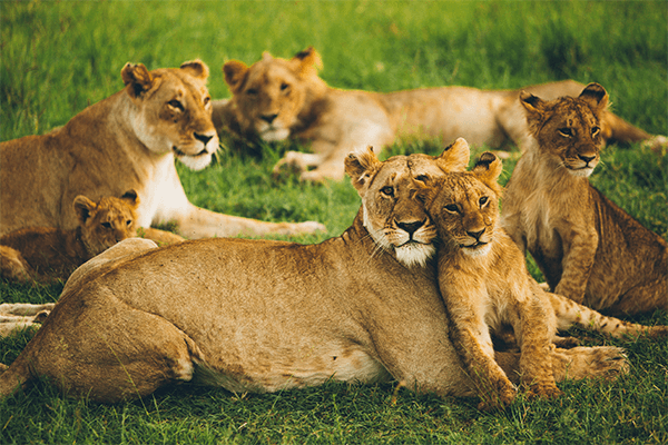 7 Days 6 Nights Amboseli – Aberdare – Lake Nakuru – Masai Mara – Nairobi